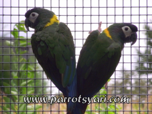 Coppia ara dal collare (Primolius Auricollis) ALLEVAMENTO PARROTSYARI